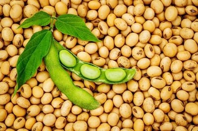 Đạm lành từ đậu nành – Bí quyết dinh dưỡng giúp trái tim khỏe mỗi ngày