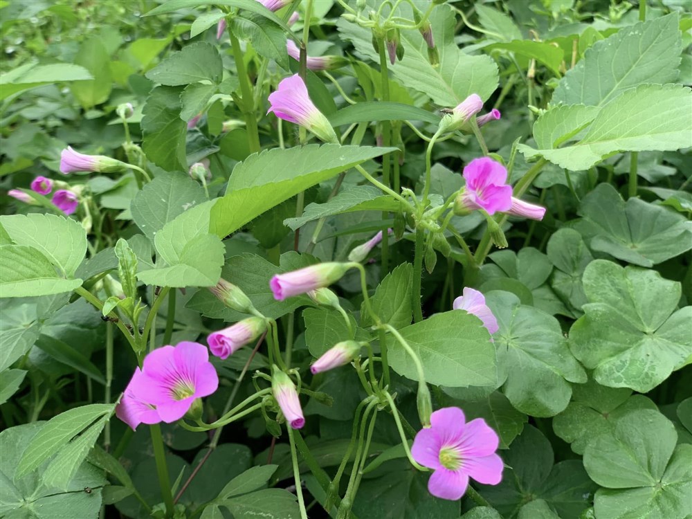 Thực hành 12 nghi thức tự yêu mỗi ngày