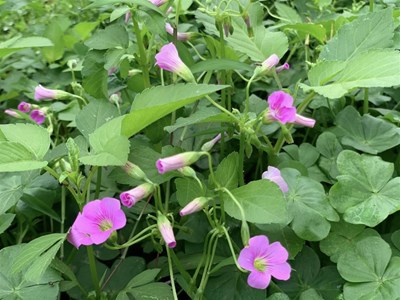 Thực hành 12 nghi thức tự yêu mỗi ngày