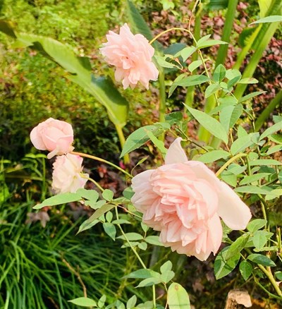 Làm sao phân biệt “đam mê” với “ham muốn nhất thời”? Nếu gia đình phản đối con đường đam mê, mình nên làm gì?