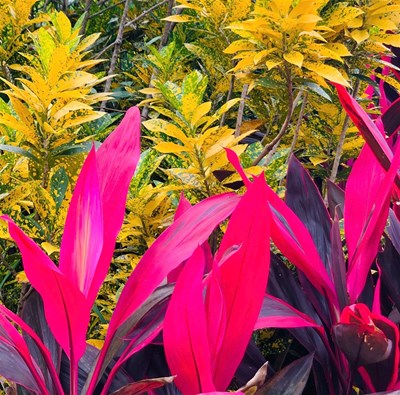 Đam mê là gì? Đam mê đến từ đâu? Nó có tác dụng như thế nào? Làm thế nào để tạo dựng đam mê? Làm thế nào để sống với đam mê?